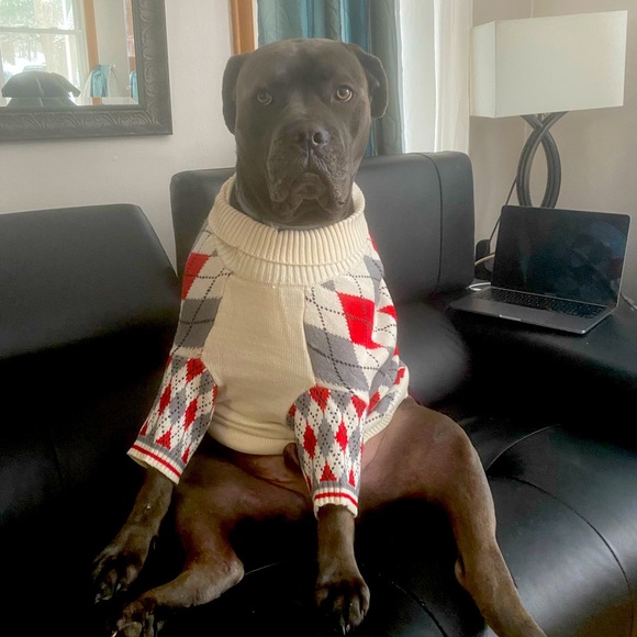 Dog Argyle Sweater - Picture 3 of 3